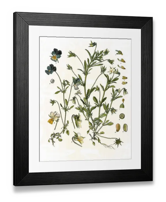 Framed Print : Medicinal plant, heartsease (Viola tricolor)