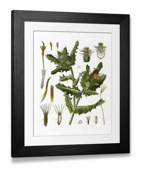 Framed Print : Medicinal plant, Benedict herb (Cnicus (Centaurea benedicta) (Cnicus benedictus) benedictus) Framed Print : Medicinal plant, Benedict herb (Cnicus (Centaurea benedicta) (Cnicus benedictus) benedictus)
