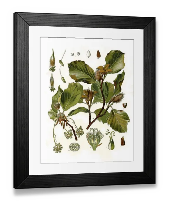 Framed Print : Medicinal plant, copper beech (Fagus sylvatica)