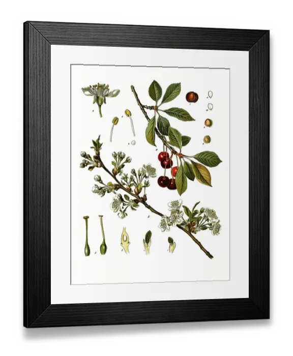 Framed Print : Medicinal plant, sour cherry (Prunus cerasus) or sour cherry