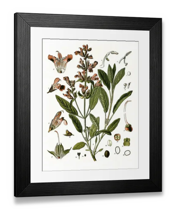 Framed Print : Medicinal plant, Real sage, also garden sage (Salvia officinalis) Framed Print : Medicinal plant, Real sage, also garden sage (Salvia officinalis)
