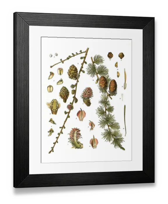 Framed Print : Medicinal plant, European larch (Larix decidua) Framed Print : Medicinal plant, European larch (Larix decidua)