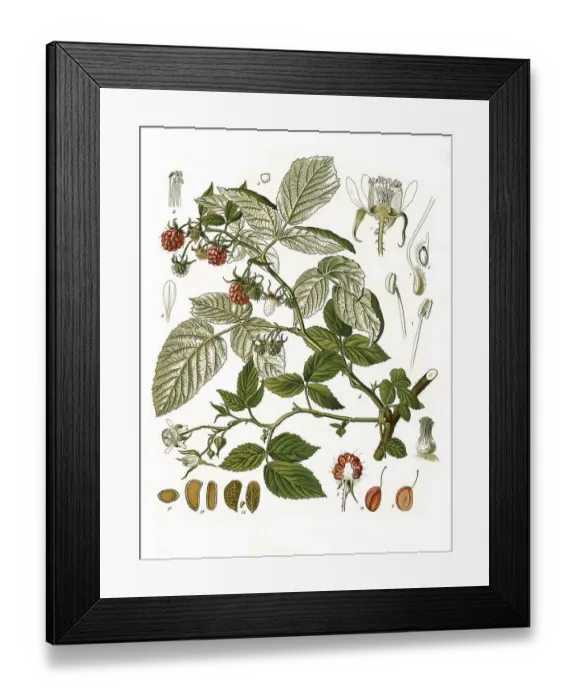 Framed Print : Medicinal plant, Raspberry (Rubus idaeus) Framed Print : Medicinal plant, Raspberry (Rubus idaeus)