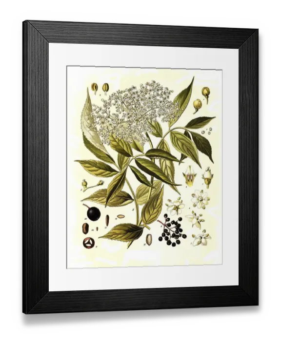 Framed Print : Medicinal plant, Black elder (Sambucus) nigra Framed Print : Medicinal plant, Black elder (Sambucus) nigra