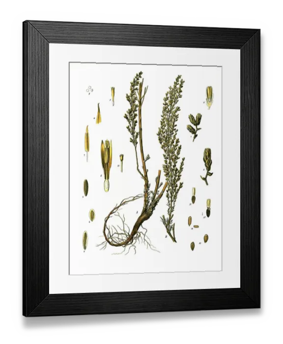 Framed Print : Medicinal plant, worm seed, Artemisia cina