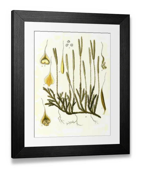 Framed Print : Medicinal plant, club moss (Lycopodium clavatum)