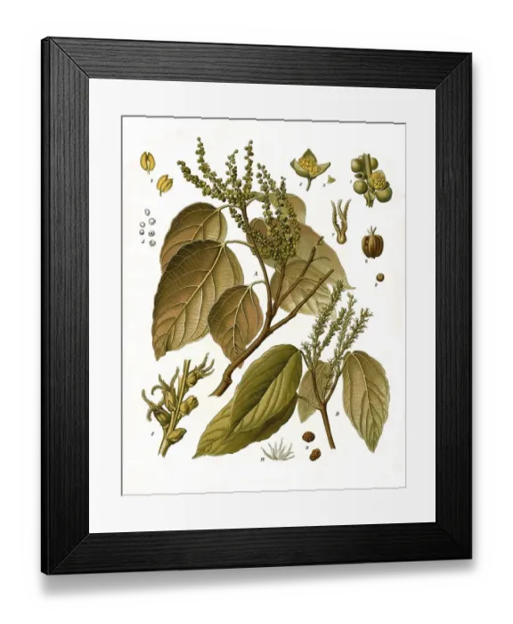 Framed Print : Medicinal plant, Kamala tree, Mallotus philippensis