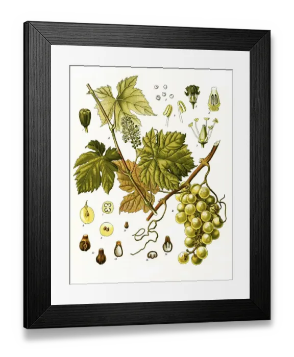 Framed Print : Medicinal plant, grape vine (Vitis vinifera)