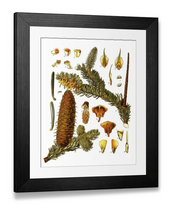 Framed Print : Medicinal plant, european silver fir (Abies alba) Framed Print : Medicinal plant, european silver fir (Abies alba)