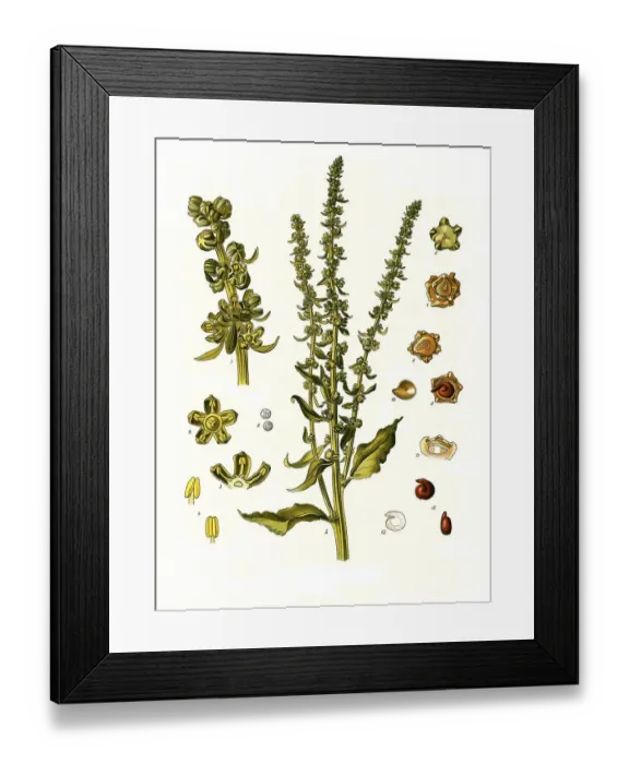 Framed Print : Medicinal plant, turnip, Beta vulgaris Framed Print : Medicinal plant, turnip, Beta vulgaris