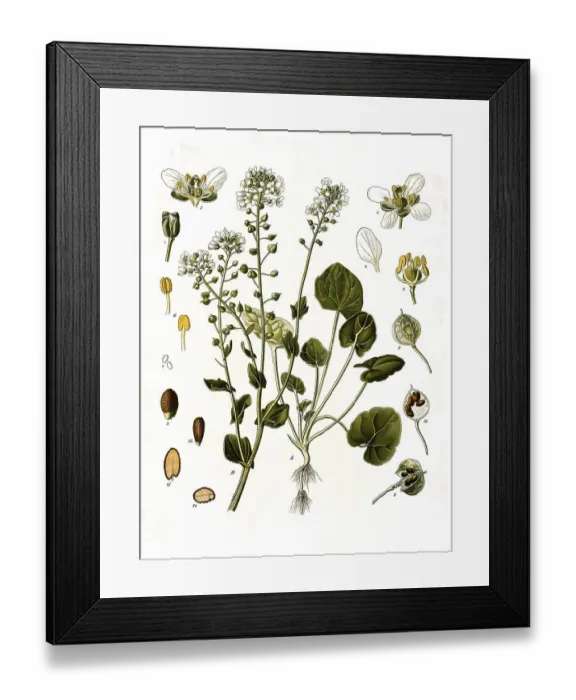 Framed Print : Medicinal plant, True scurvygrass (Cochlearia) officinalis
