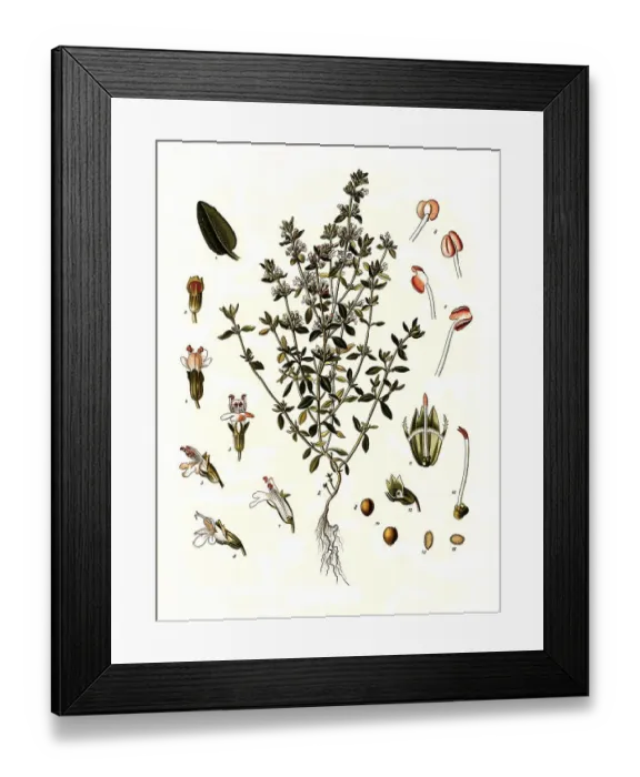 Framed Print : Medicinal plant, thyme, also known as common thyme (Thymus vulgaris) Framed Print : Medicinal plant, thyme, also known as common thyme (Thymus vulgaris)