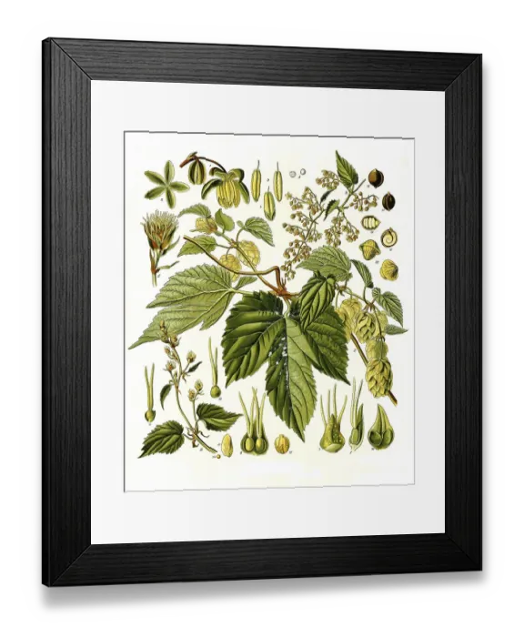 Framed Print : Medicinal plant, Hop (Humulus lupulus)