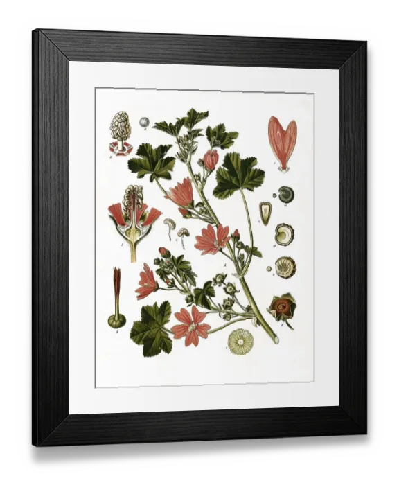 Framed Print : Medicinal plant (Malva sylvestris) Framed Print : Medicinal plant (Malva sylvestris)