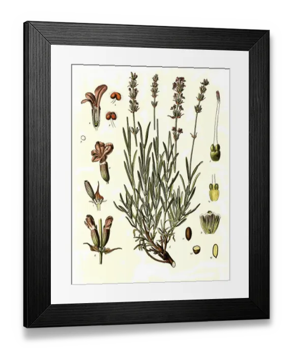 Framed Print : Medicinal plant, True lavender or common lavender (Lavandula officinalis) Lavandula vera