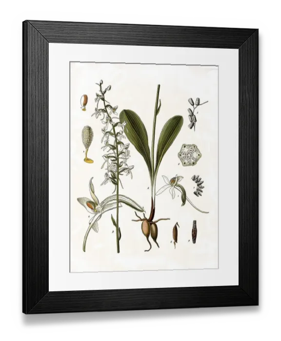 Framed Print : Medicinal plant, lesser butterfly-orchid (Platanthera bifolia)