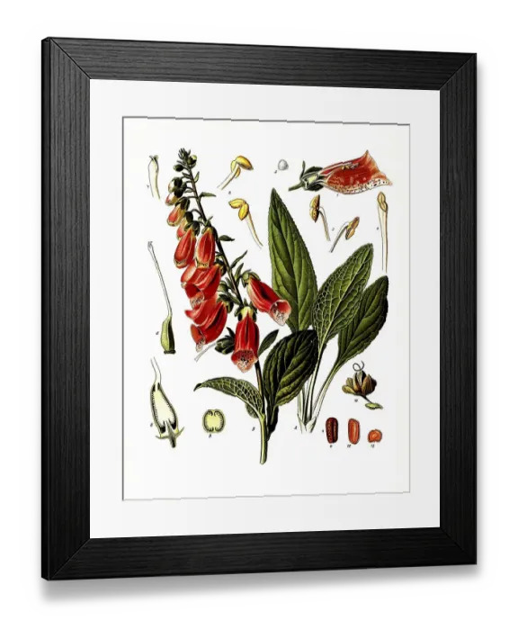 Framed Print : Medicinal plant, red digitalis minor (Digitalis purpurea) Framed Print : Medicinal plant, red digitalis minor (Digitalis purpurea)