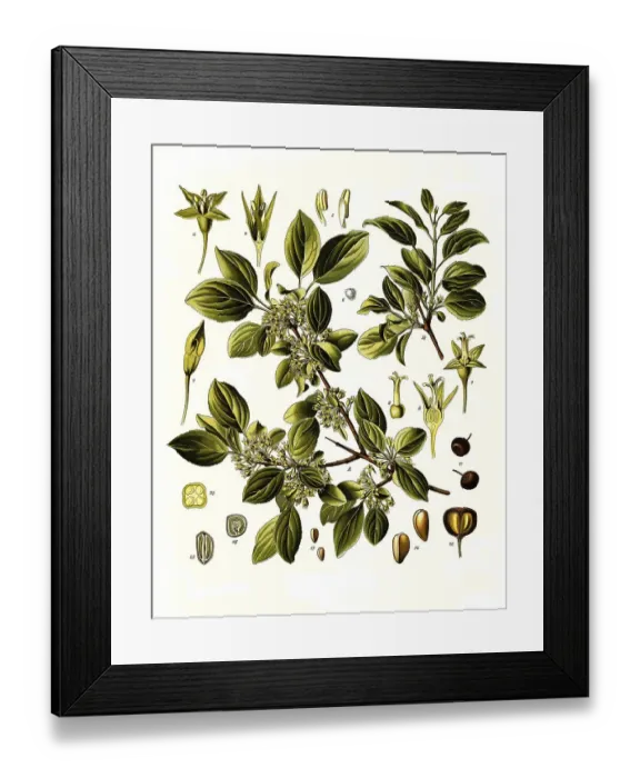 Framed Print : Medicinal plant, Purgier buckthorn (Rhamnus) cathartica