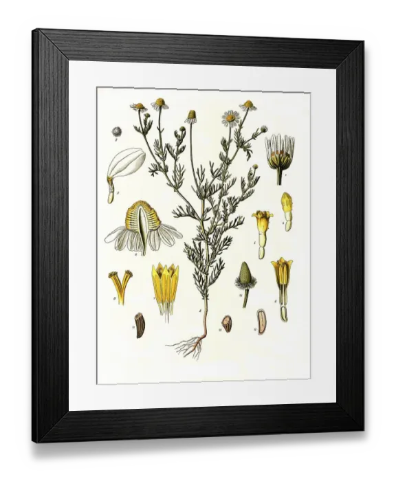 Framed Print : Medicinal plant, chamomile (Matricaria) chamomilla Framed Print : Medicinal plant, chamomile (Matricaria) chamomilla