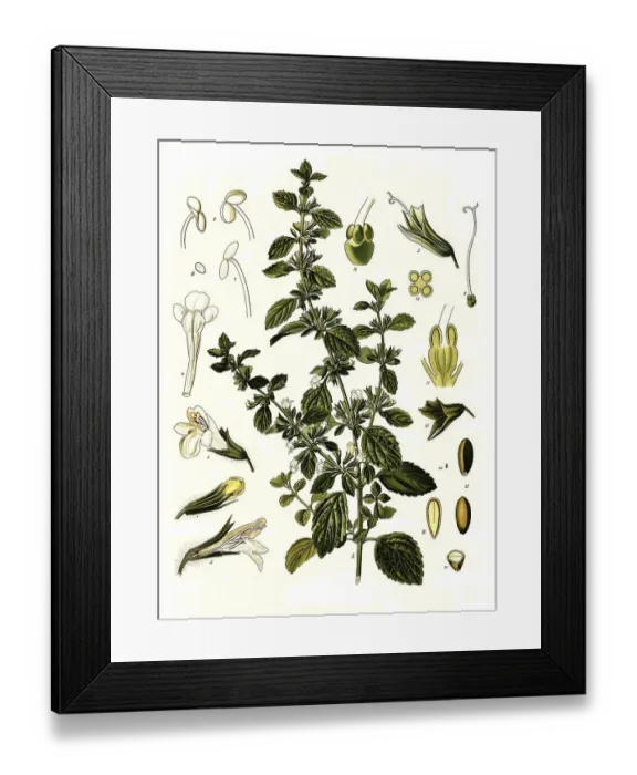 Framed Print : Medicinal plant, lemon balm (Melissa officinalis) or melissa Framed Print : Medicinal plant, lemon balm (Melissa officinalis) or melissa