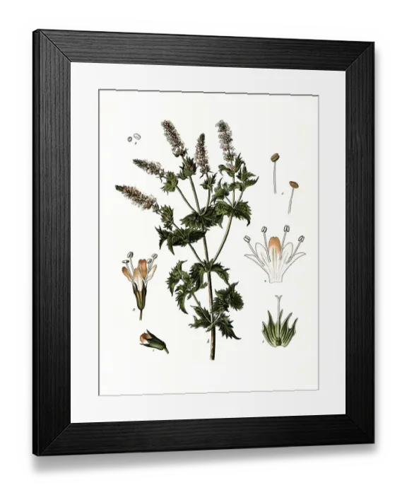 Framed Print : Medicinal plant, spearmint, Mentha viridis Framed Print : Medicinal plant, spearmint, Mentha viridis