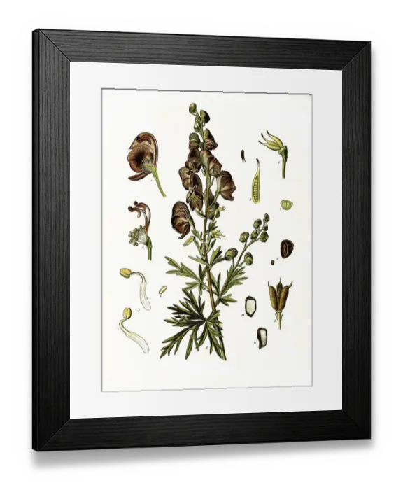 Framed Print : Medicinal plant, monkshood (Aconitum napellus) Framed Print : Medicinal plant, monkshood (Aconitum napellus)