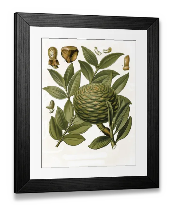 Framed Print : Medicinal plant, Agathis dammara Framed Print : Medicinal plant, Agathis dammara