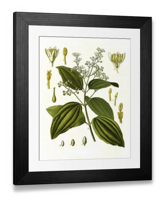 Framed Print : Medicinal plant, Ceylon cinnamon tree or true cinnamon tree