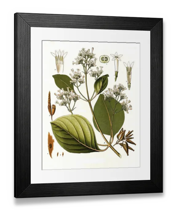 Framed Print : Medicinal plant, Red cinchona tree