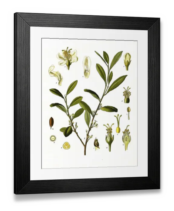 Framed Print : Medicinal plant, coca plant (Erythroxylum coca) or coca shrub Framed Print : Medicinal plant, coca plant (Erythroxylum coca) or coca shrub