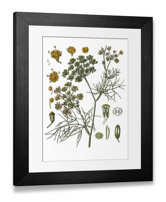 Framed Print : Medicinal plant, Fennel (Foeniculum vulgare) Framed Print : Medicinal plant, Fennel (Foeniculum vulgare)