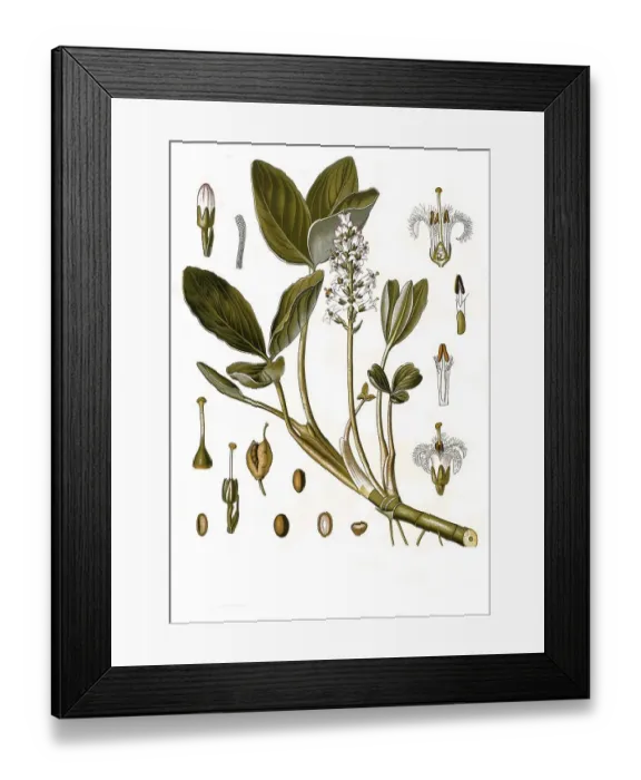 Framed Print : Medicinal plant (Menyanthes trifoliata) Framed Print : Medicinal plant (Menyanthes trifoliata)