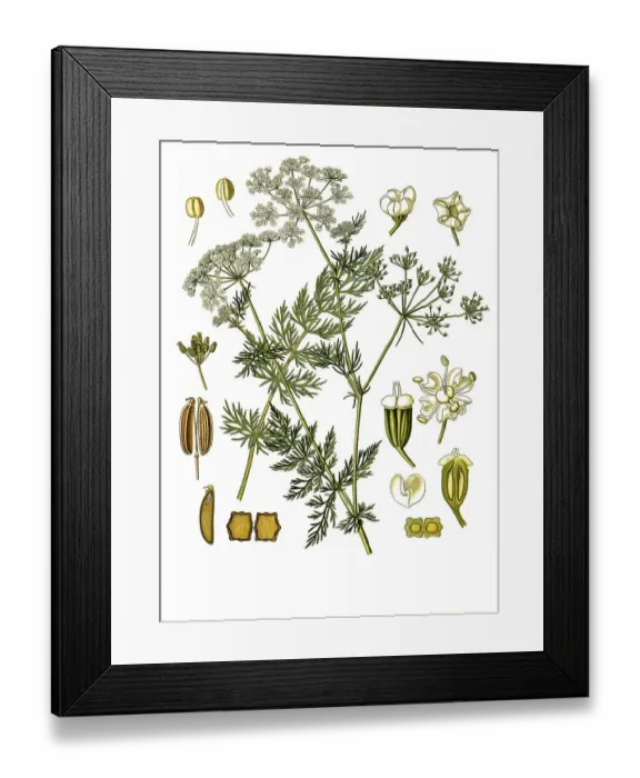 Framed Print : Medicinal plant, caraway (Carum carvi)