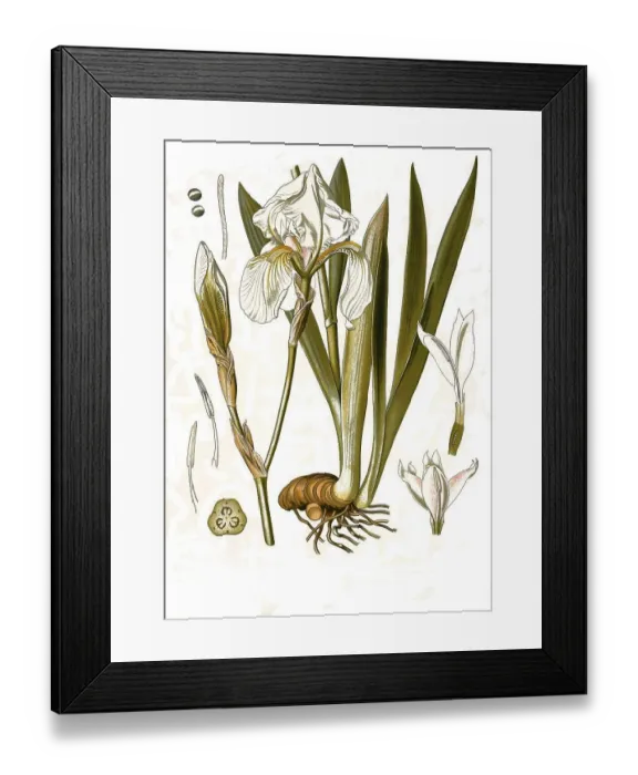 Framed Print : Medicinal plant, dalmatian iris (Iris pallida) Framed Print : Medicinal plant, dalmatian iris (Iris pallida)