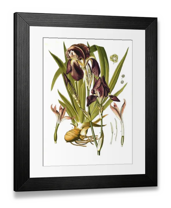 Framed Print : Medicinal plant, German iris (Iris -- germanica) Framed Print : Medicinal plant, German iris (Iris -- germanica)