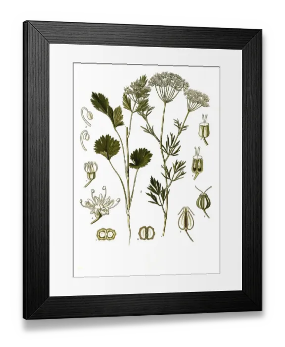 Framed Print : Medicinal plant, aniseed (Pimpinella anisum)