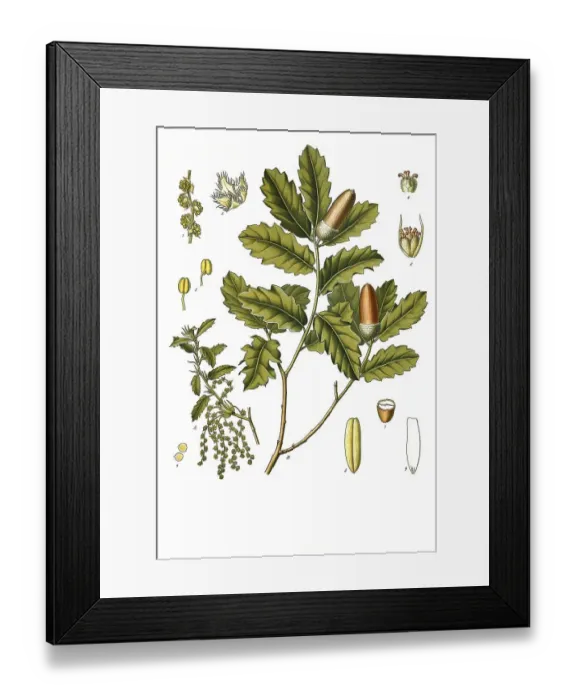 Framed Print : Medicinal plant, English oak (Quercus robur) Framed Print : Medicinal plant, English oak (Quercus robur)