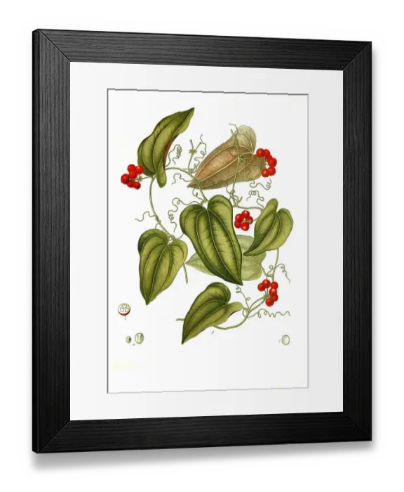 Framed Print : Medicinal plant, Smilax aristolochiifolia Framed Print : Medicinal plant, Smilax aristolochiifolia