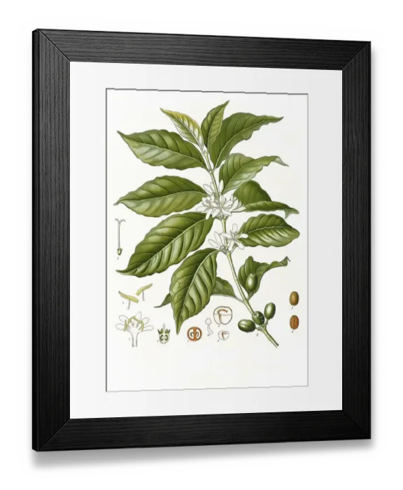 Framed Print : Medicinal plant, Arabica coffee