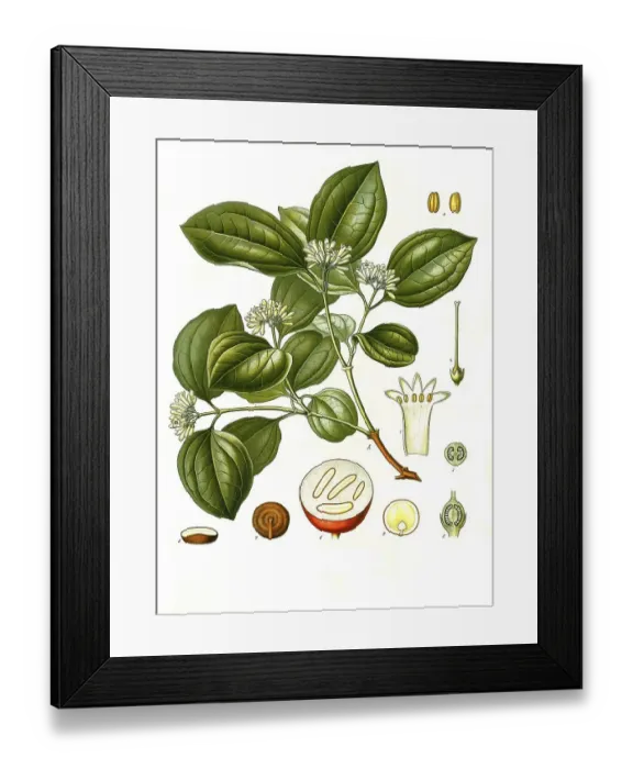 Framed Print : Medicinal plant, common nux vomica (Strychnos nux-vomica) (Strychnos colubrina) (Strychnos lucida) (Strychnos spireana)