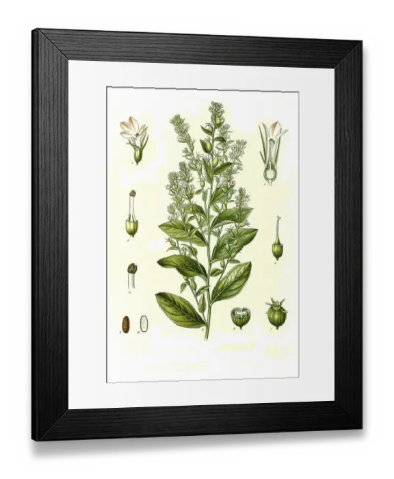 Framed Print : Medicinal plant, Indian tobacco (Lobelia inflata) Framed Print : Medicinal plant, Indian tobacco (Lobelia inflata)