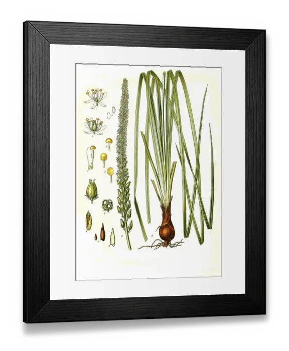 Framed Print : Medicinal plant, Sabadill (Schoenocaulon officinale) (Sabadilla officinarum) (Veratrum officinale) (Asagraea officinale) Framed Print : Medicinal plant, Sabadill (Schoenocaulon officinale) (Sabadilla officinarum) (Veratrum officinale) (Asagraea officinale)