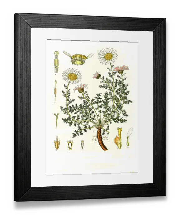 Framed Print : Medicinal plant, Perennial pellitory (Anacyclus pyrethrum) Framed Print : Medicinal plant, Perennial pellitory (Anacyclus pyrethrum)