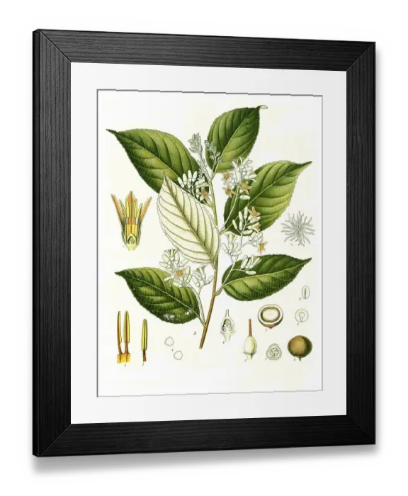 Framed Print : Medicinal plant, Storax tree (Styrax spp) yields benzoin resin