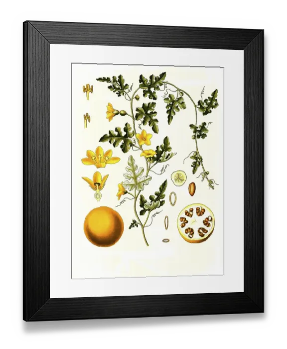 Framed Print : Medicinal plant, coloquine, also coloquine cucumber