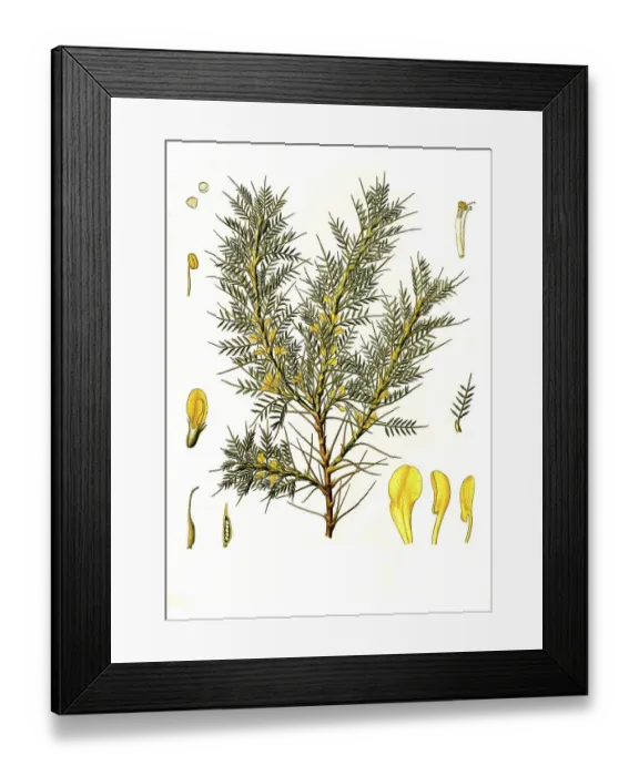 Framed Print : Milkvetch (Astragalus) adscendens Framed Print : Milkvetch (Astragalus) adscendens