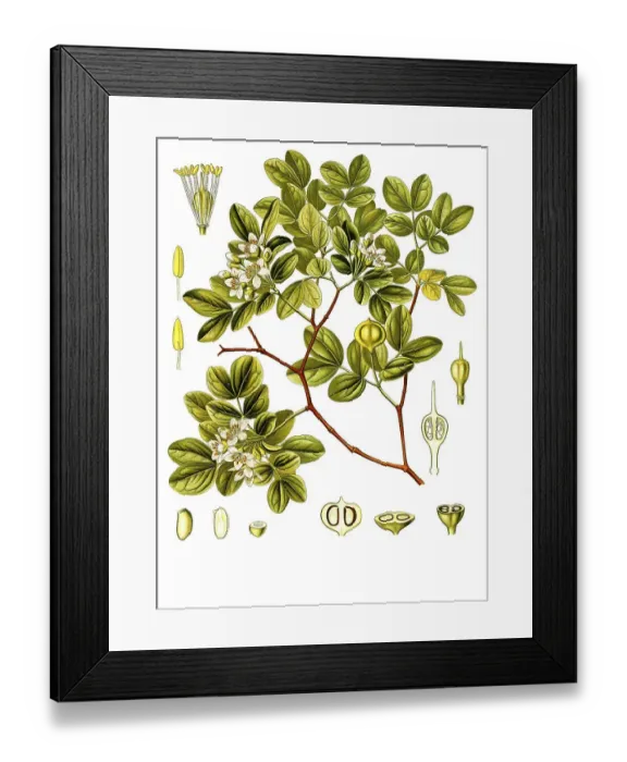 Framed Print : Medicinal plant, Guaiacum officinale
