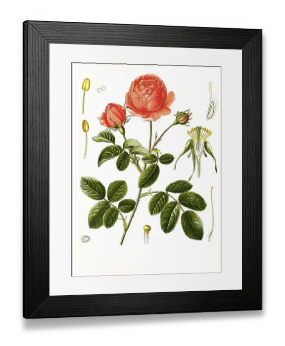 Framed Print : Medicinal plant, Rosa -- centifolia