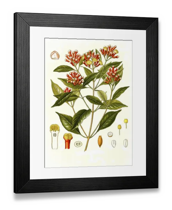 Framed Print : Medicinal plant, clove (Syzygium aromaticum) tree is a species of plant in the clove