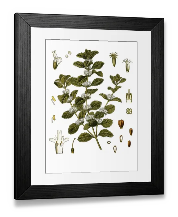 Framed Print : Medicinal plant, common horehound (Marrubium vulgare)
